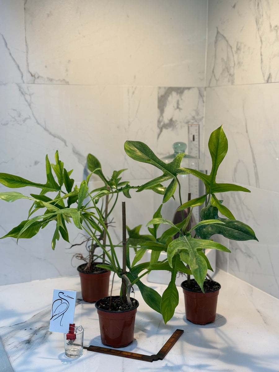 Philodendron Glad Hands – Leaf Stork