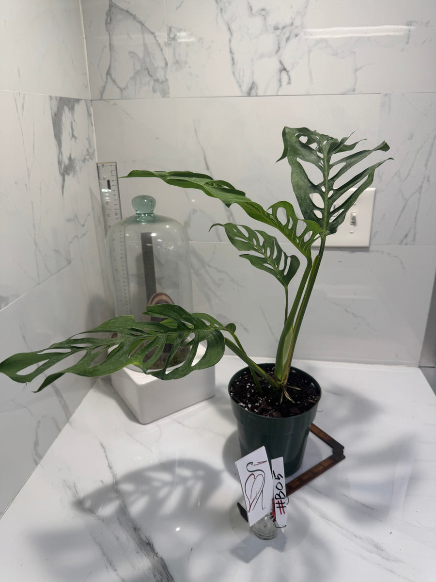 philodendron laniata Monstera laniata 'True Form' #B05— Rare Collector Fenestrated Aroid