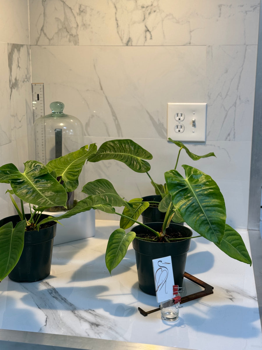 anthurium veitchii price Anthurium Veitchii 'King Anthurium' – Leaf Stork