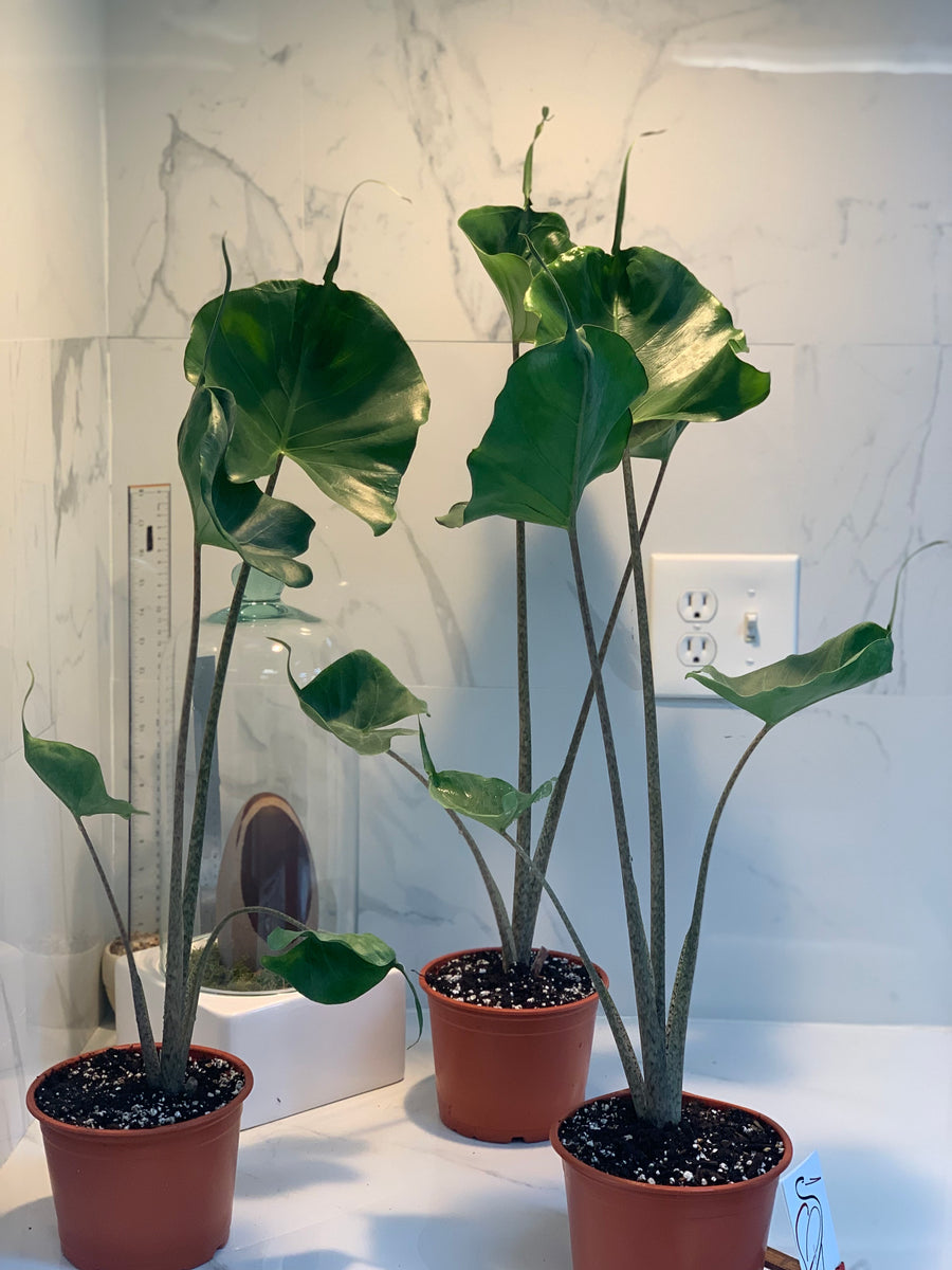 stingray plant care indoors Alocasia macrorrhiza "Stingray" – Leaf Stork