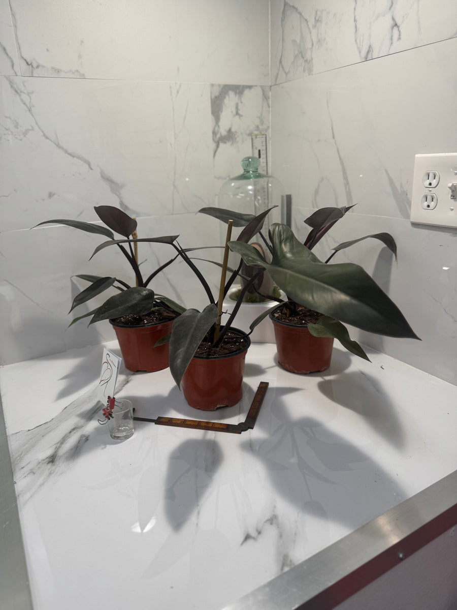 Philodendron Majesty — Rare Dark Hybrid Climbing Philodendron
