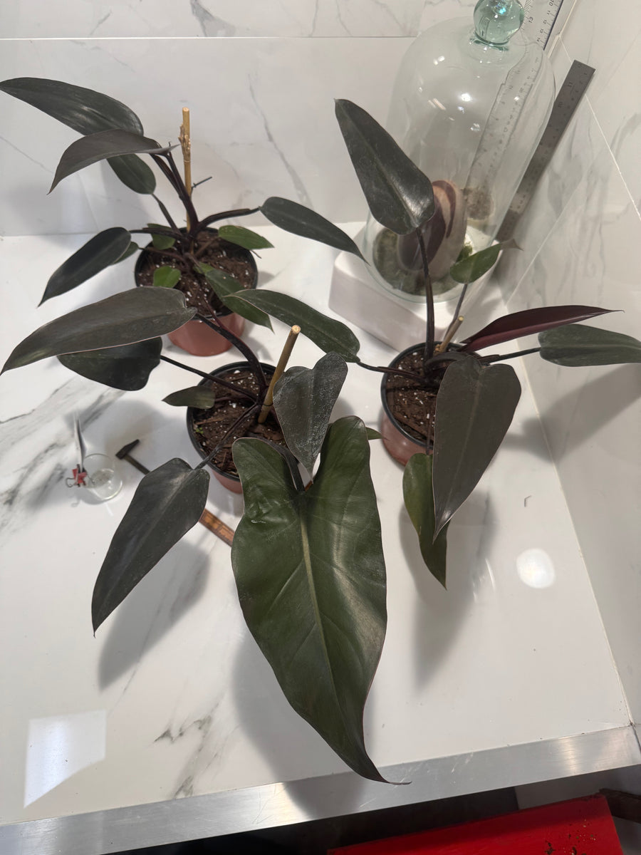 black majesty philodendron care Philodendron Majesty — Rare Dark Hybrid Climbing Philodendron