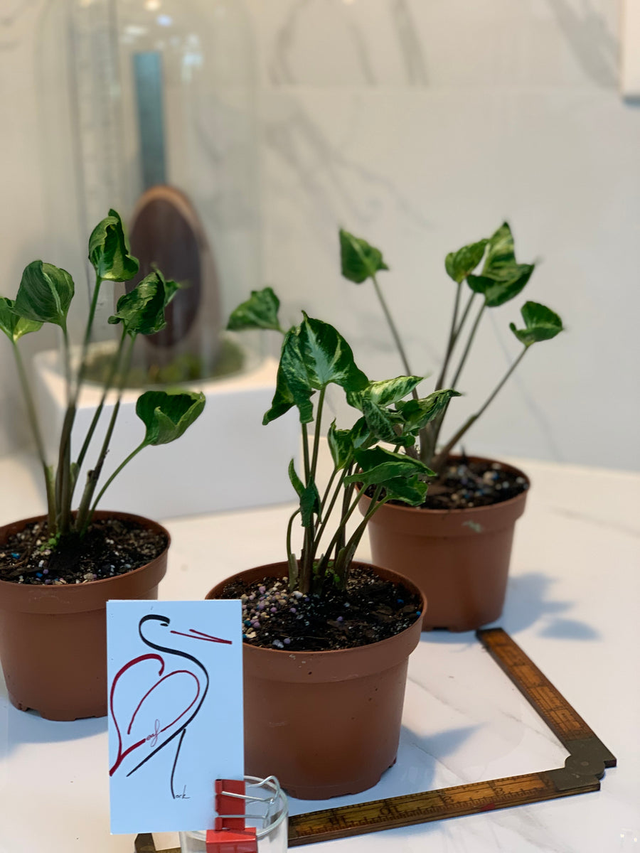 Syngonium Godzilla – Leaf Stork