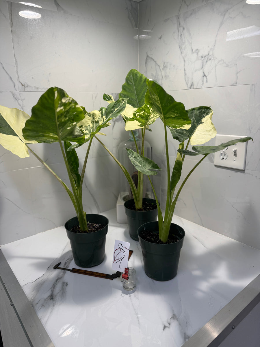 alocasia elephant ear plant indoor Alocasia macrorrhiza Variegated — Rare Variegated Elephant Ear