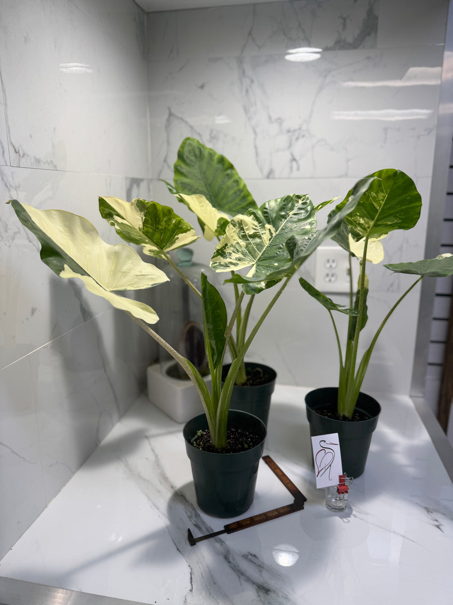 elephant ear plant alocasia Alocasia macrorrhiza Variegated — Rare Variegated Elephant Ear