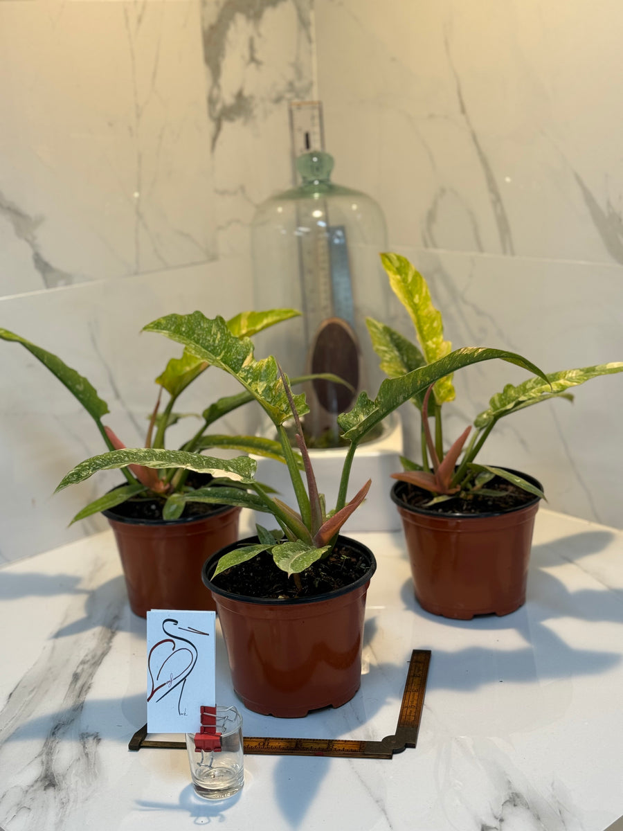 Philodendron 'Ring of Fire' | Plant Delivery | grow urban.