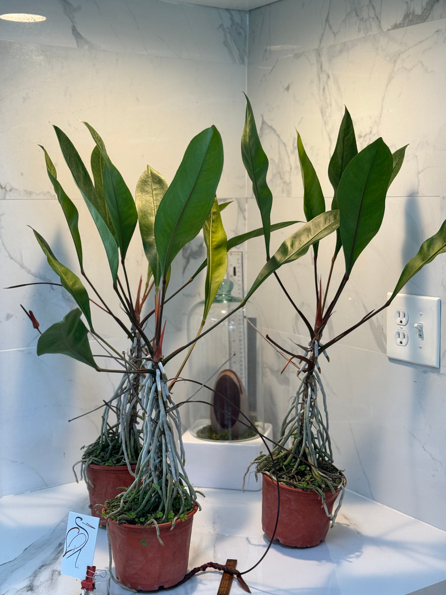 anthurium silver arrow Anthurium gracile — Slender-Leaved Tropical Aroid