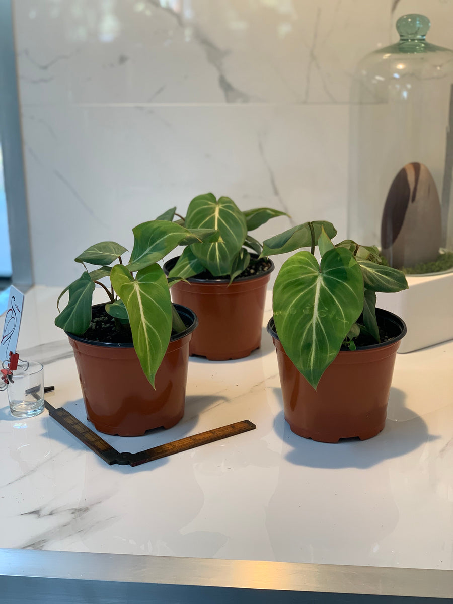 philodendron purchase Philodendron Gloriosum, 4" Plant
