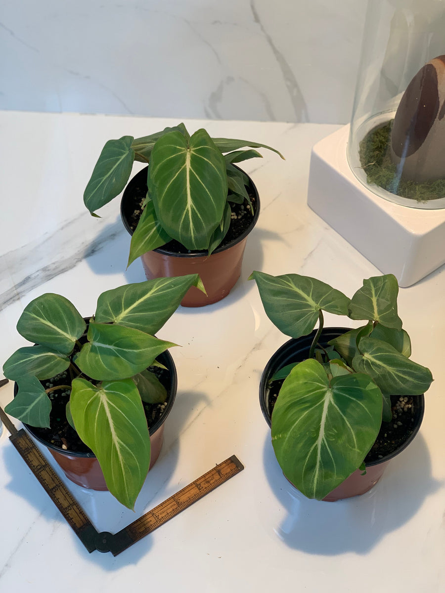 Philodendron Gloriosum, 4