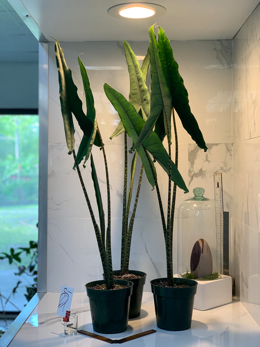 alocasia tigrina superba variegata Alocasia Tigrina Superba — Bold Tiger-Stemmed Tropical Aroid