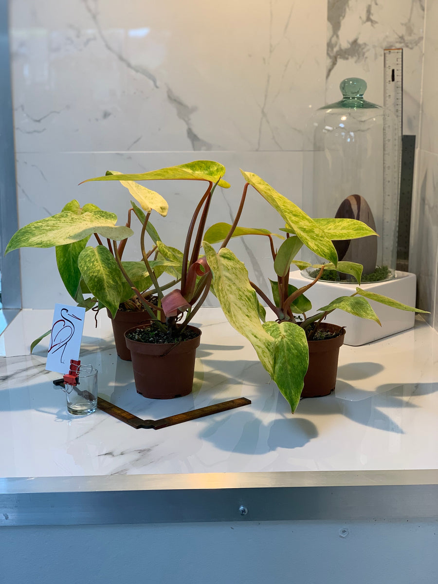 Philodendron Painted Lady  Rare Variegated Climbing Philodendron | Le   Leaf Stork