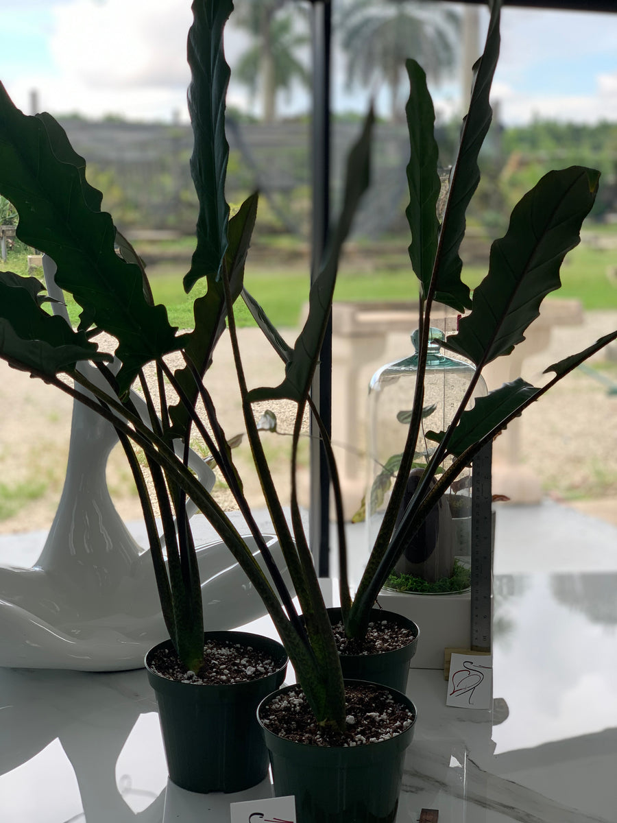 Alocasia lauterbachiana 