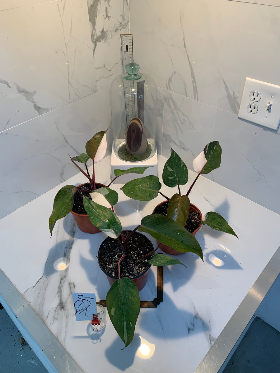 Philodendron Pink Princess - Indoor Plant