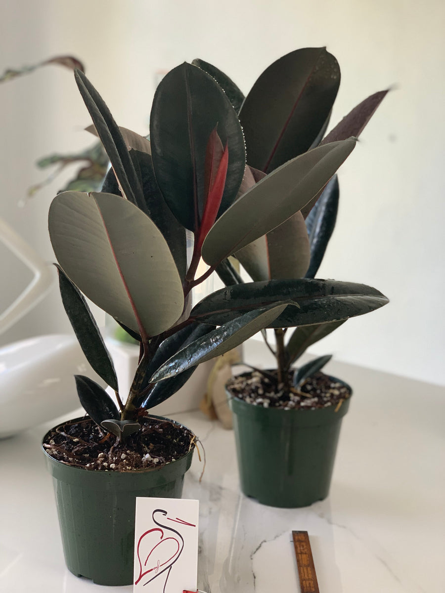 large burgundy rubber tree Ficus Elastica Burgundy | Rubber Tree | 8" Pot