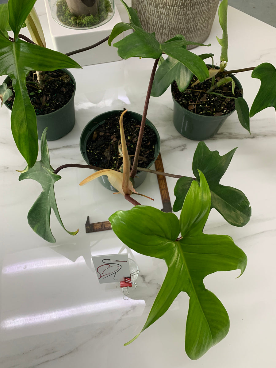 tanaman philodendron Philodendron Florida Red Stem – Leaf Stork