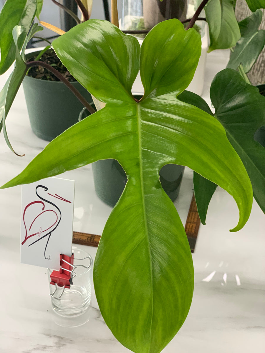 15788 philodendron circle delray beach fl Philodendron Florida Red Stem – Leaf Stork