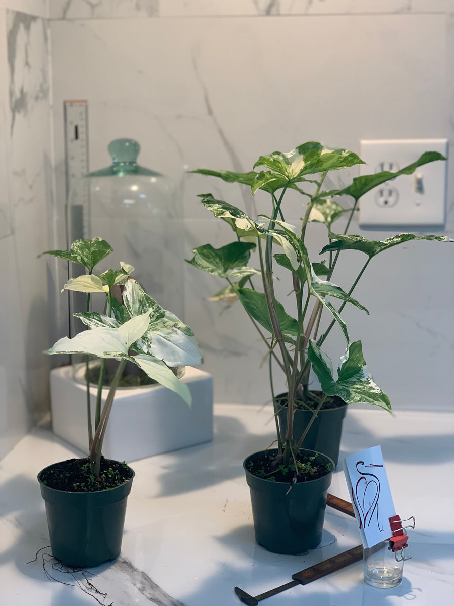Syngonium albo variegated – Leaf Stork