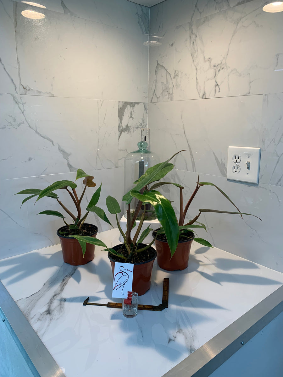 philodendron mexicanum price Philodendron Mexicanum – Leaf Stork