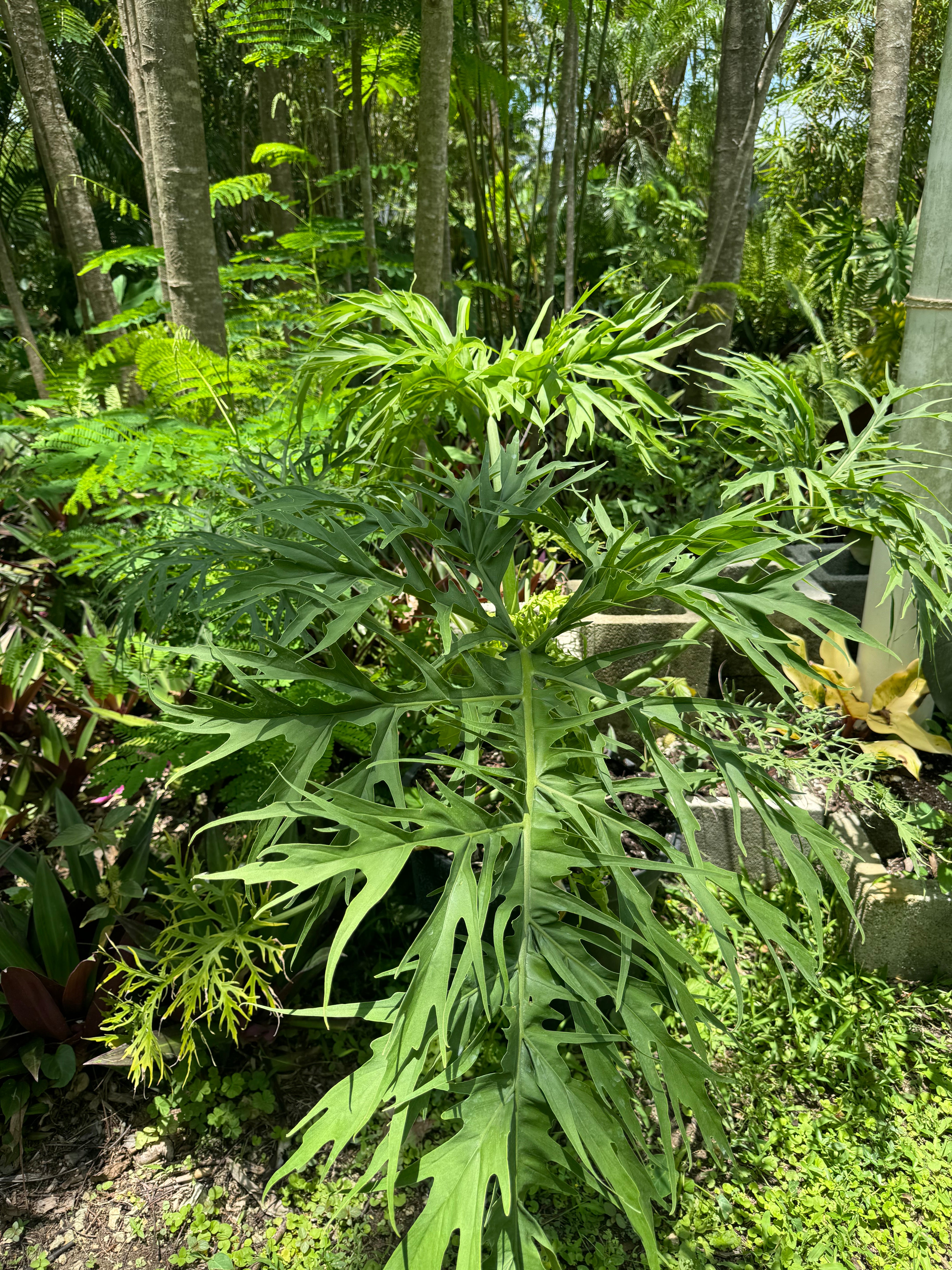 philodendron warszewiczii for sale Philodendron Warscewiczii – Leaf Stork