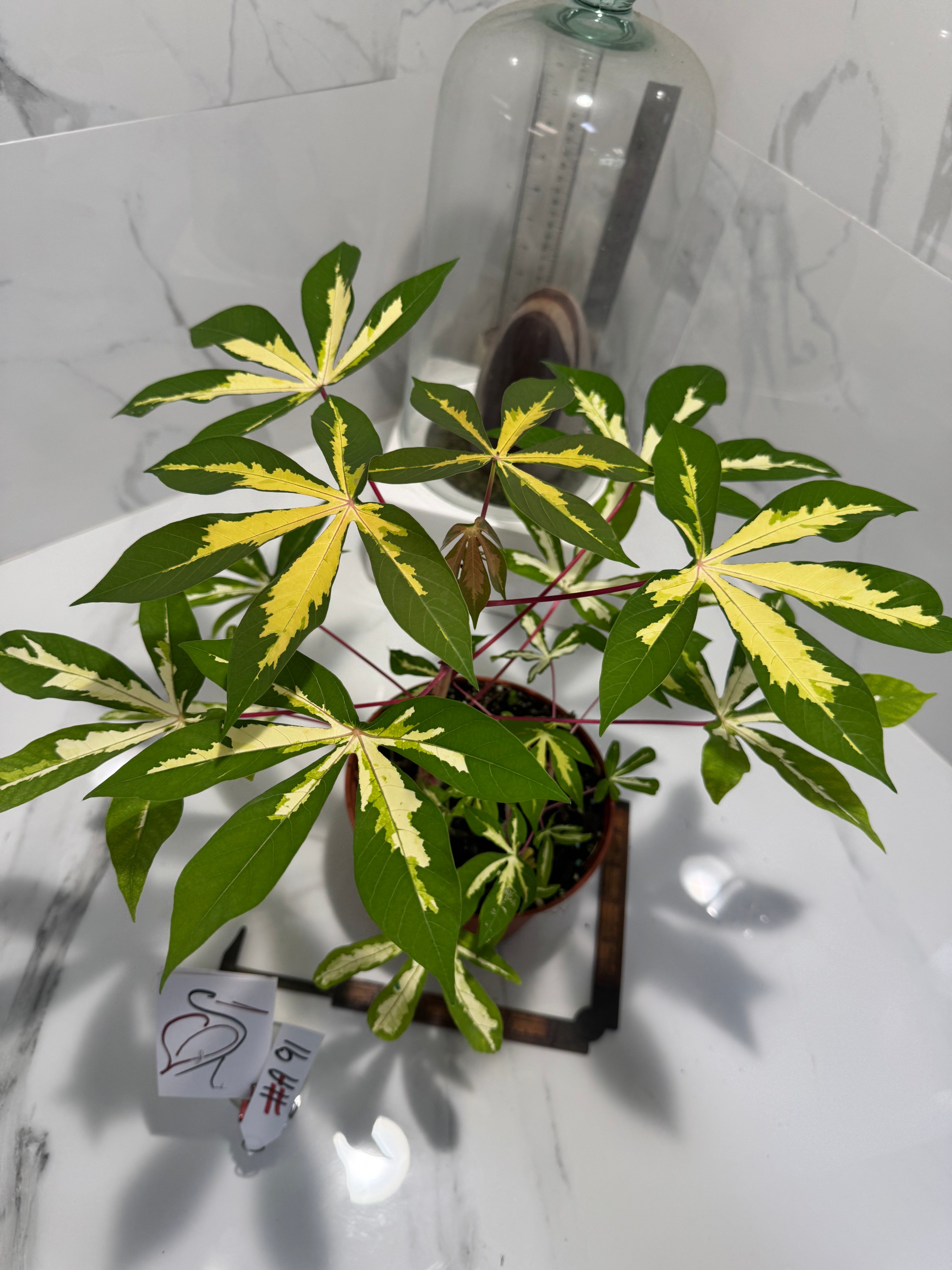 Manihot esculenta ‘Variegata’ #A91 — Rare Variegated Tapioca Tropical ...