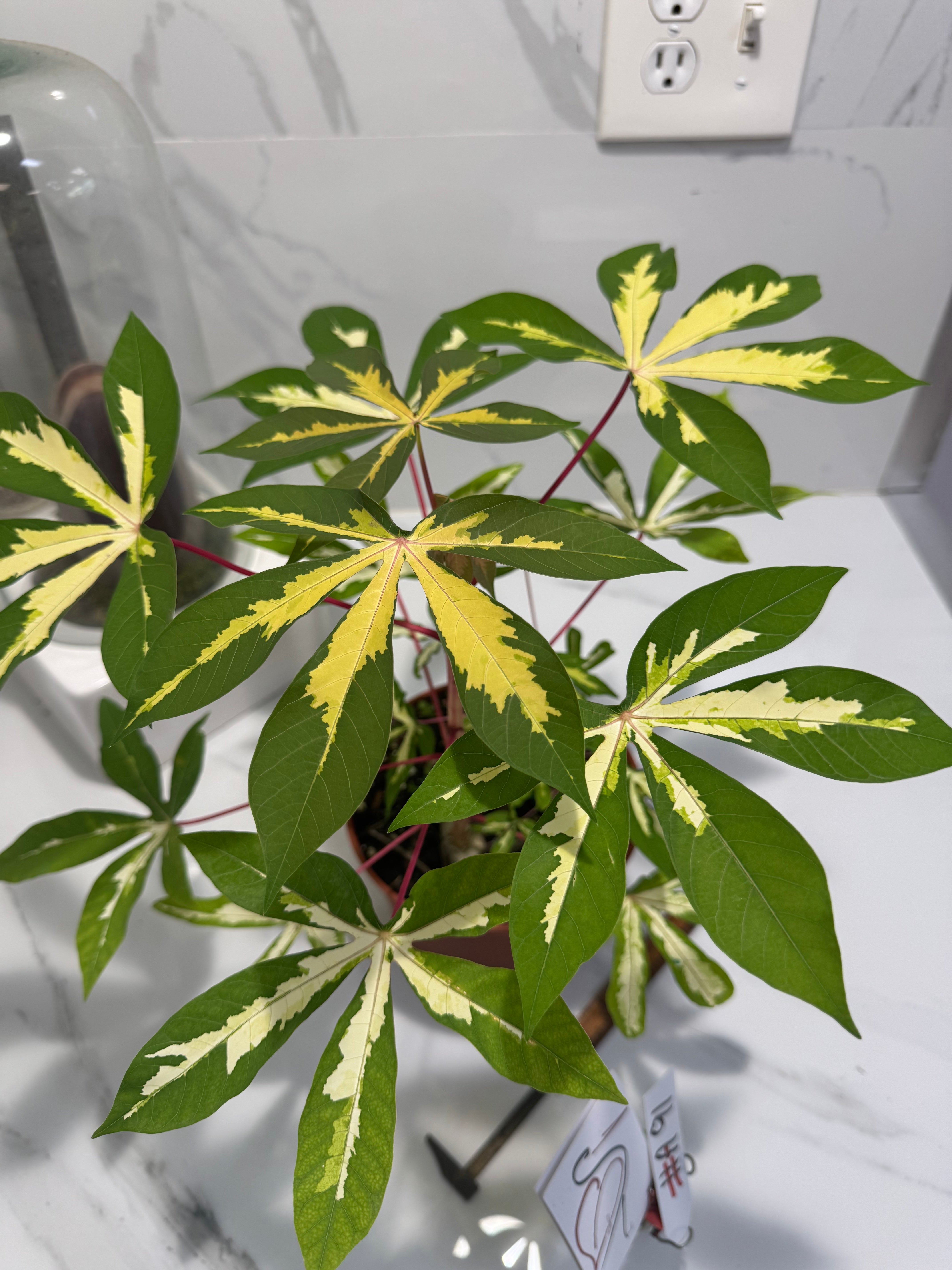 Manihot esculenta ‘Variegata’ #A91 — Rare Variegated Tapioca Tropical ...