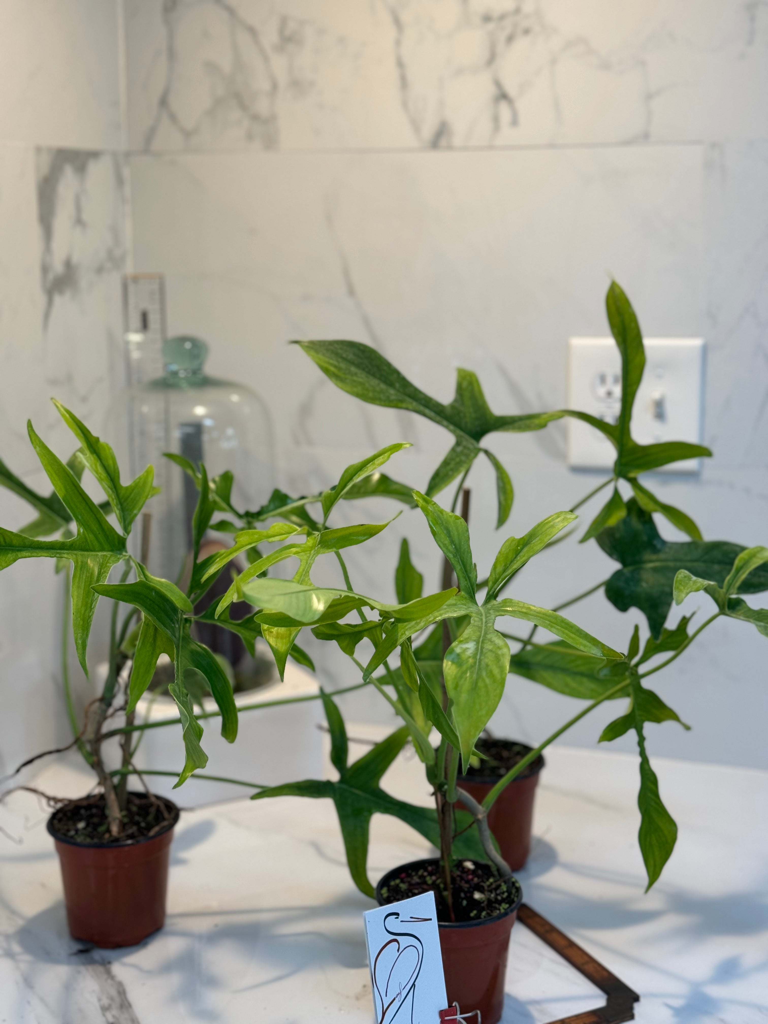 philodendron glad hands variegata Philodendron Glad Hands – Leaf Stork