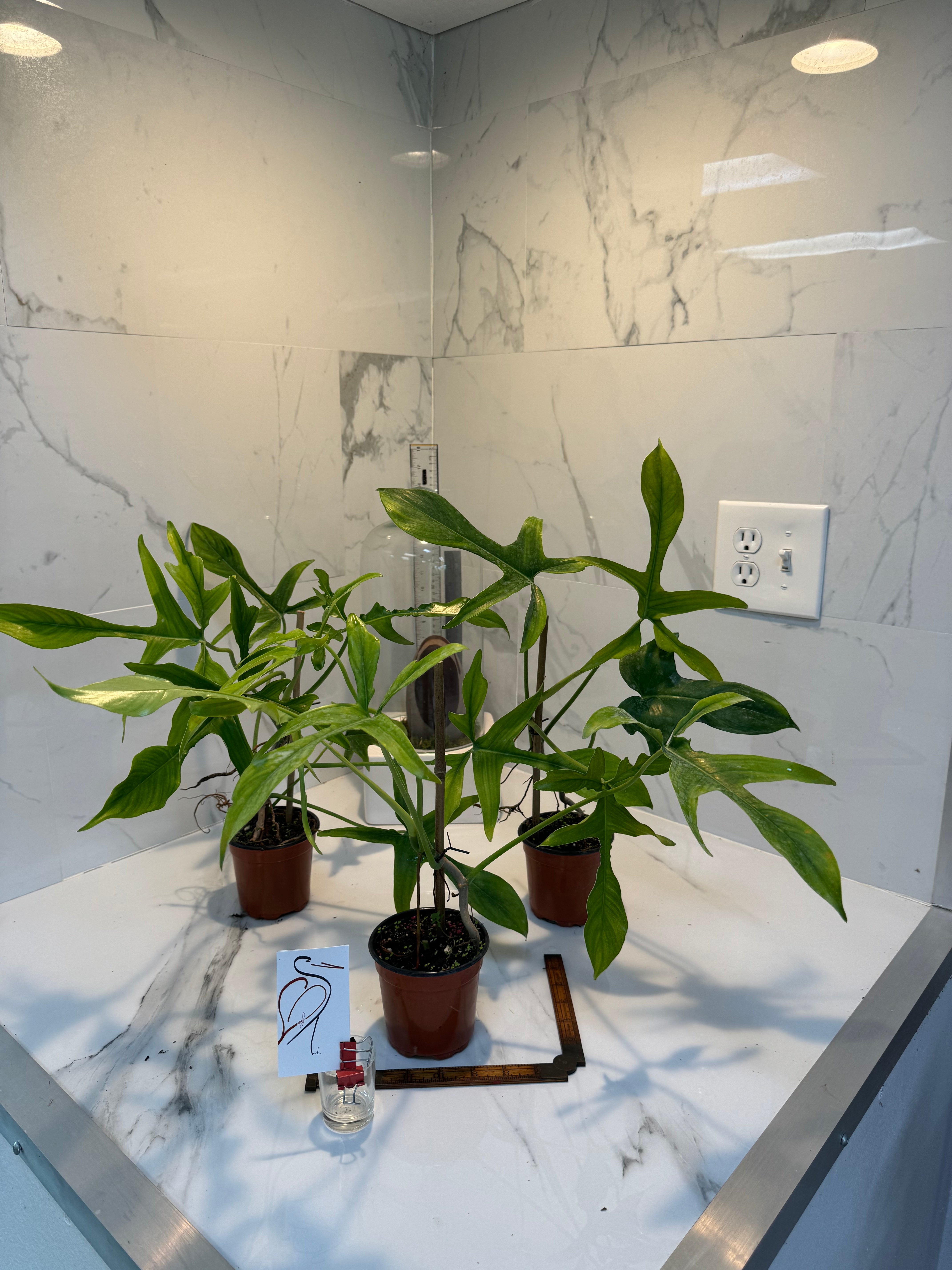glad hands philodendron care Philodendron Glad Hands – Leaf Stork