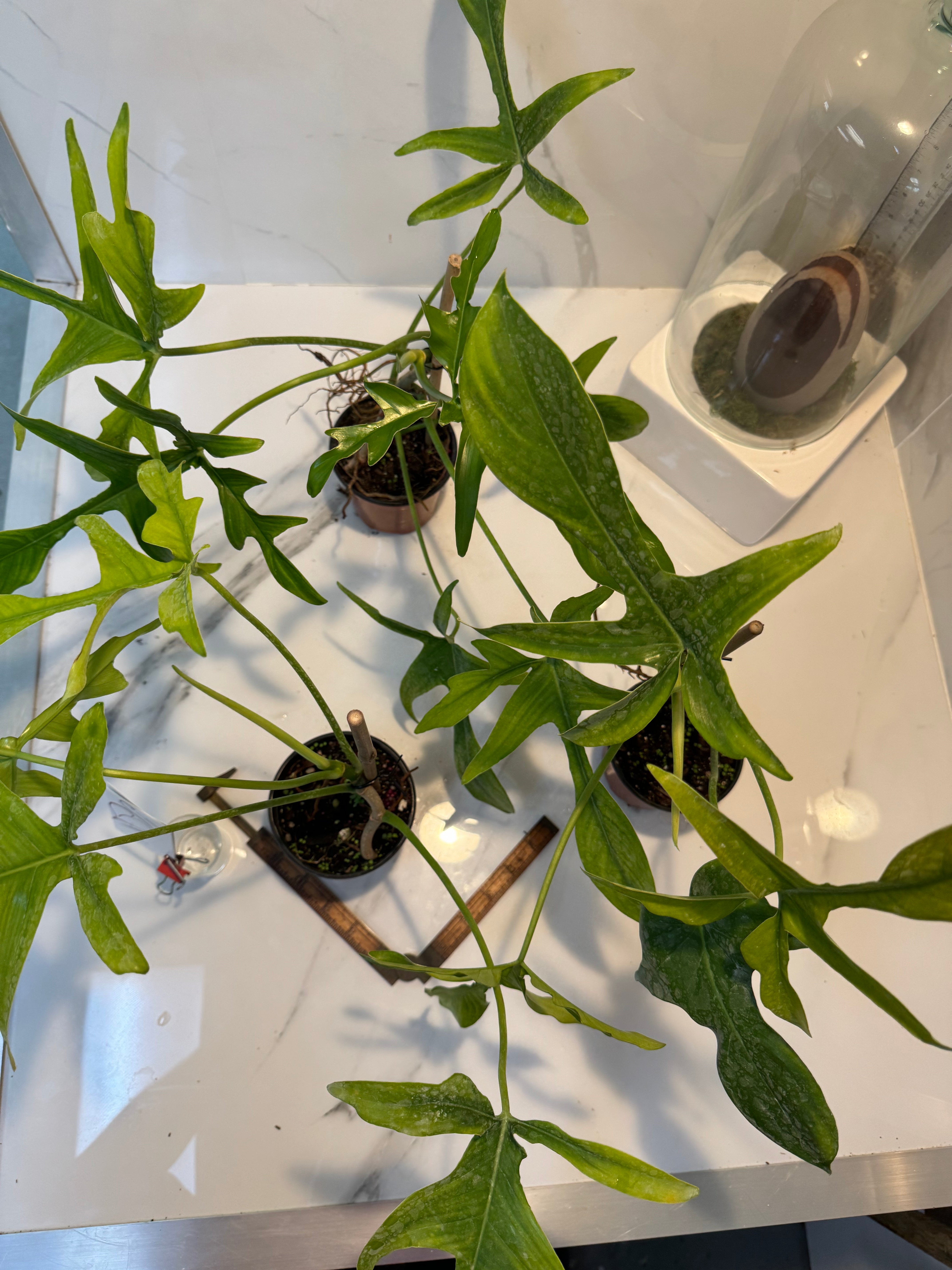 philodendron pedatum gladhands Philodendron Glad Hands – Leaf Stork