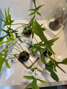 philodendron glad hands for sale Philodendron Glad Hands – Leaf Stork