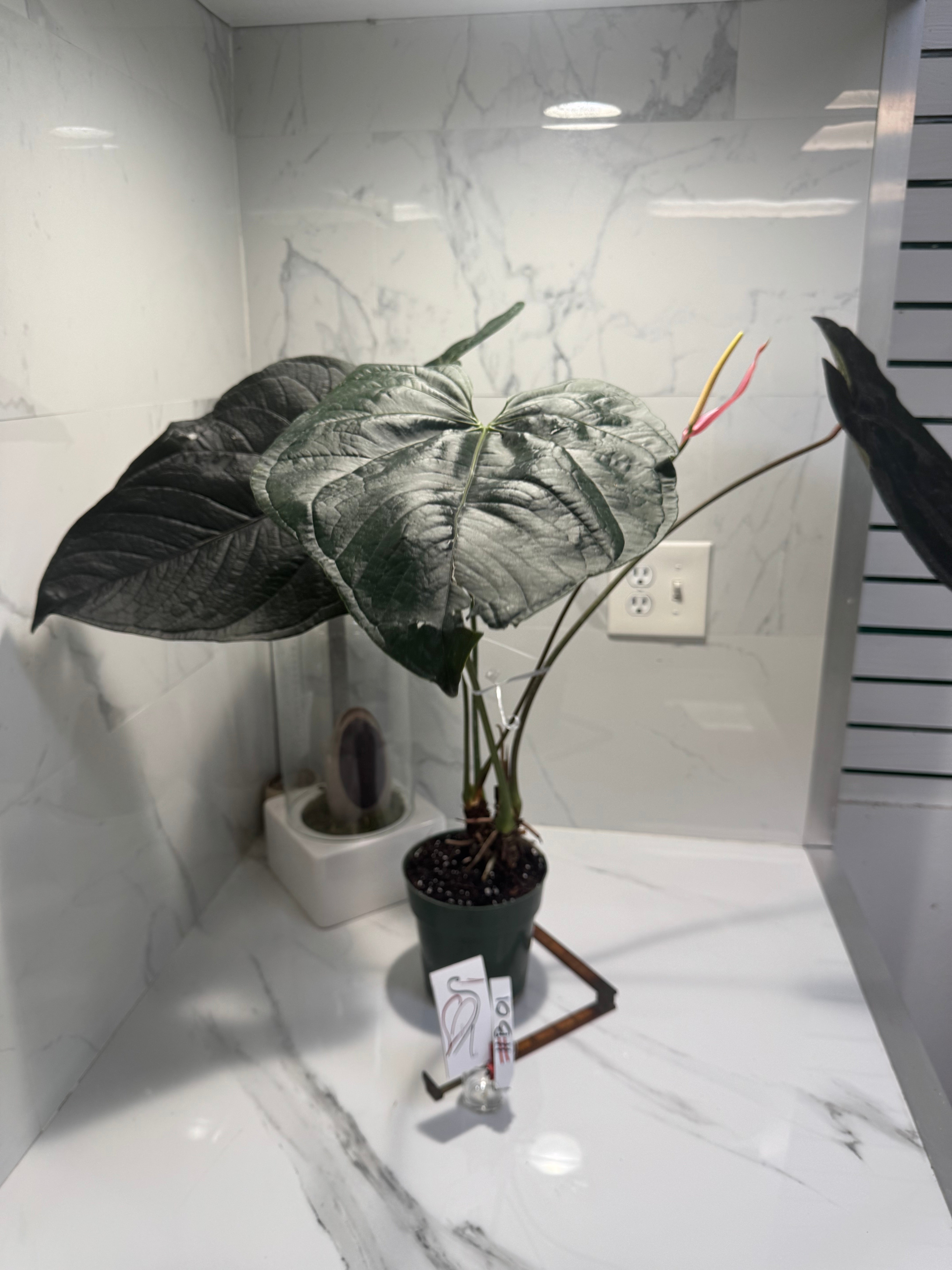 anthurium aroid Anthurium “Queen of Hearts” #B01 — Rare Collector Aroid with Leathery –  Leaf Stork