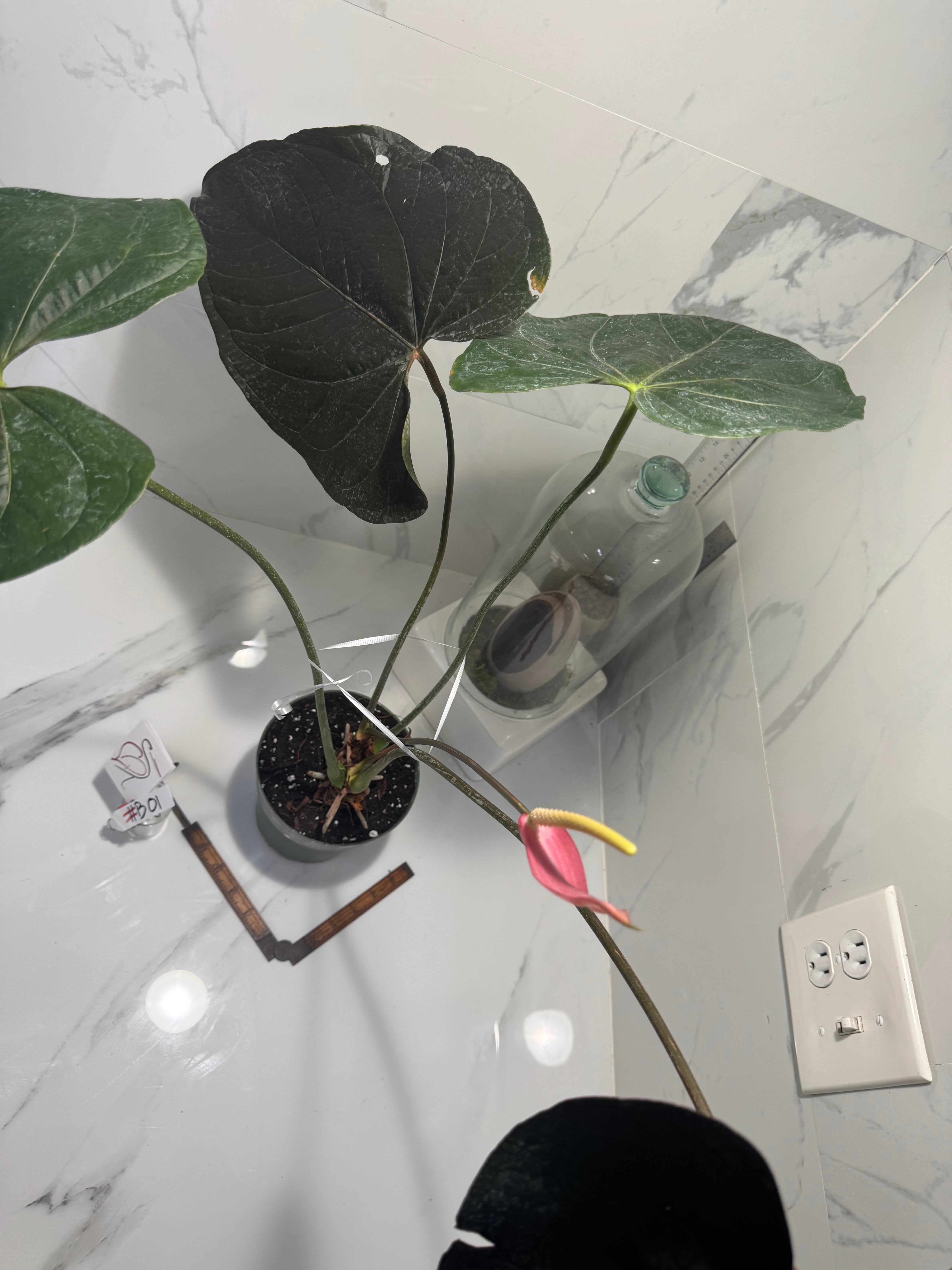 anthurium queen of hearts Anthurium “Queen of Hearts” #B01 — Rare Collector Aroid with Leathery –  Leaf Stork