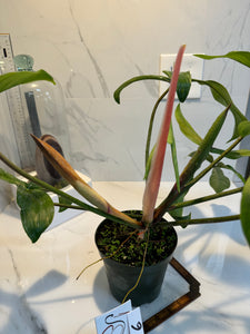 Philodendron ‘Bette Waterbury’ 69686 #06