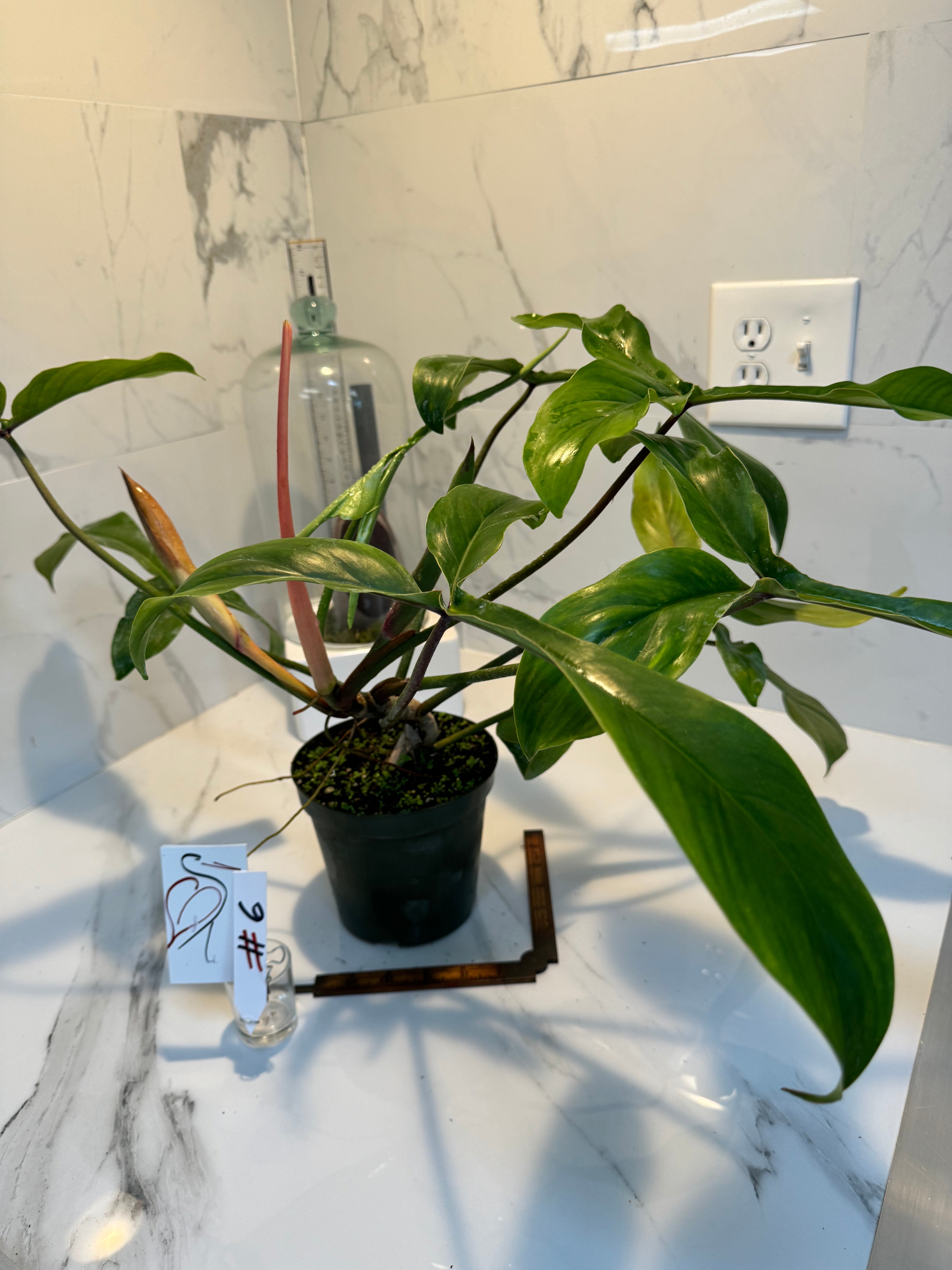 Philodendron ‘Bette Waterbury’ 69686 #06