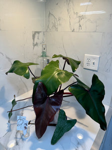 Philodendron Dark Lord #02