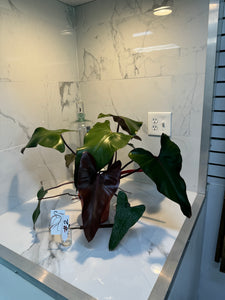 Philodendron Dark Lord #02