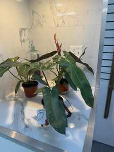 Philodendron Atabapoense