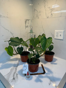 domai philodendron Philodendron Mamei – Leaf Stork
