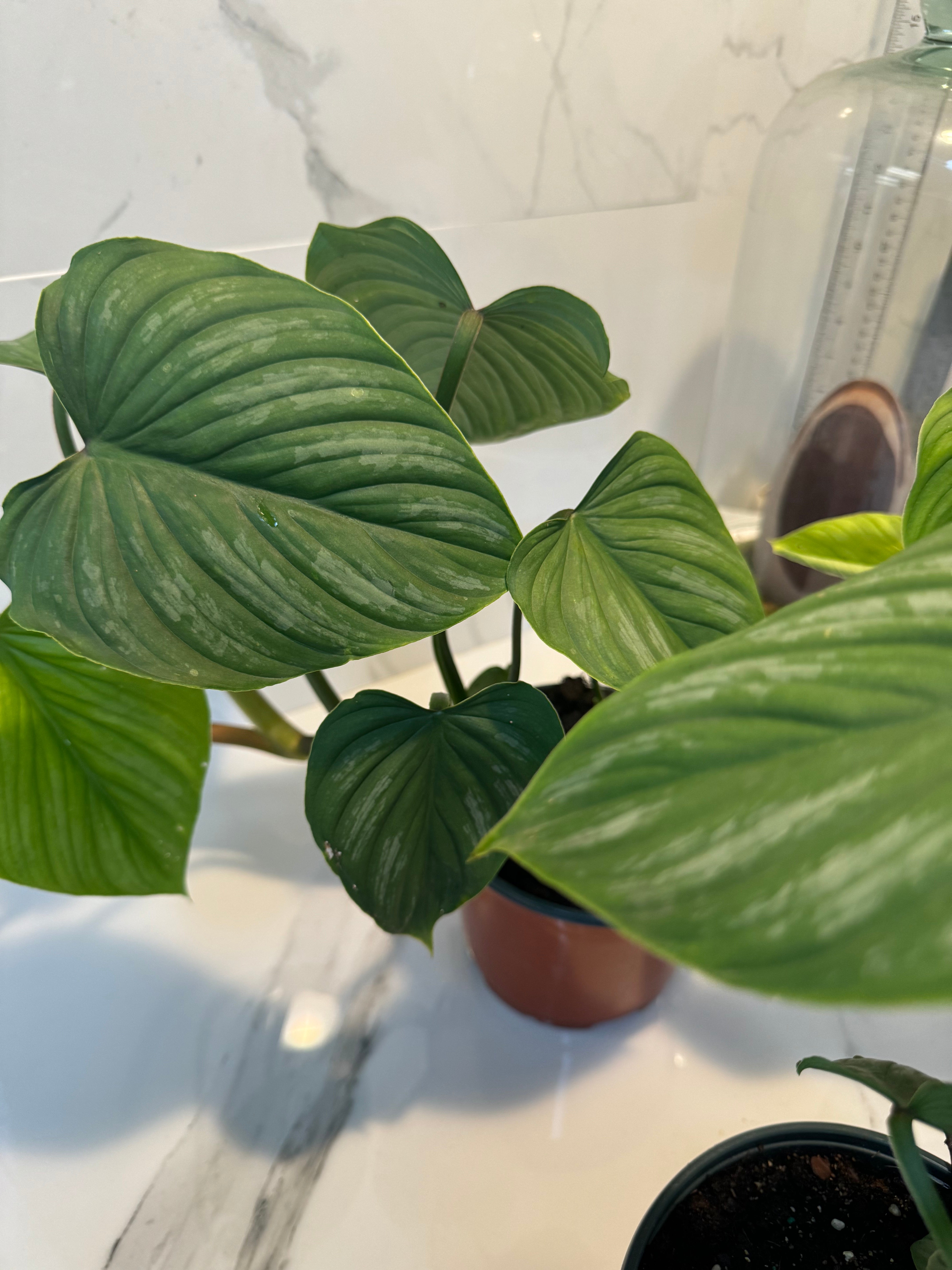 philodendron mamei aff Philodendron Mamei – Leaf Stork