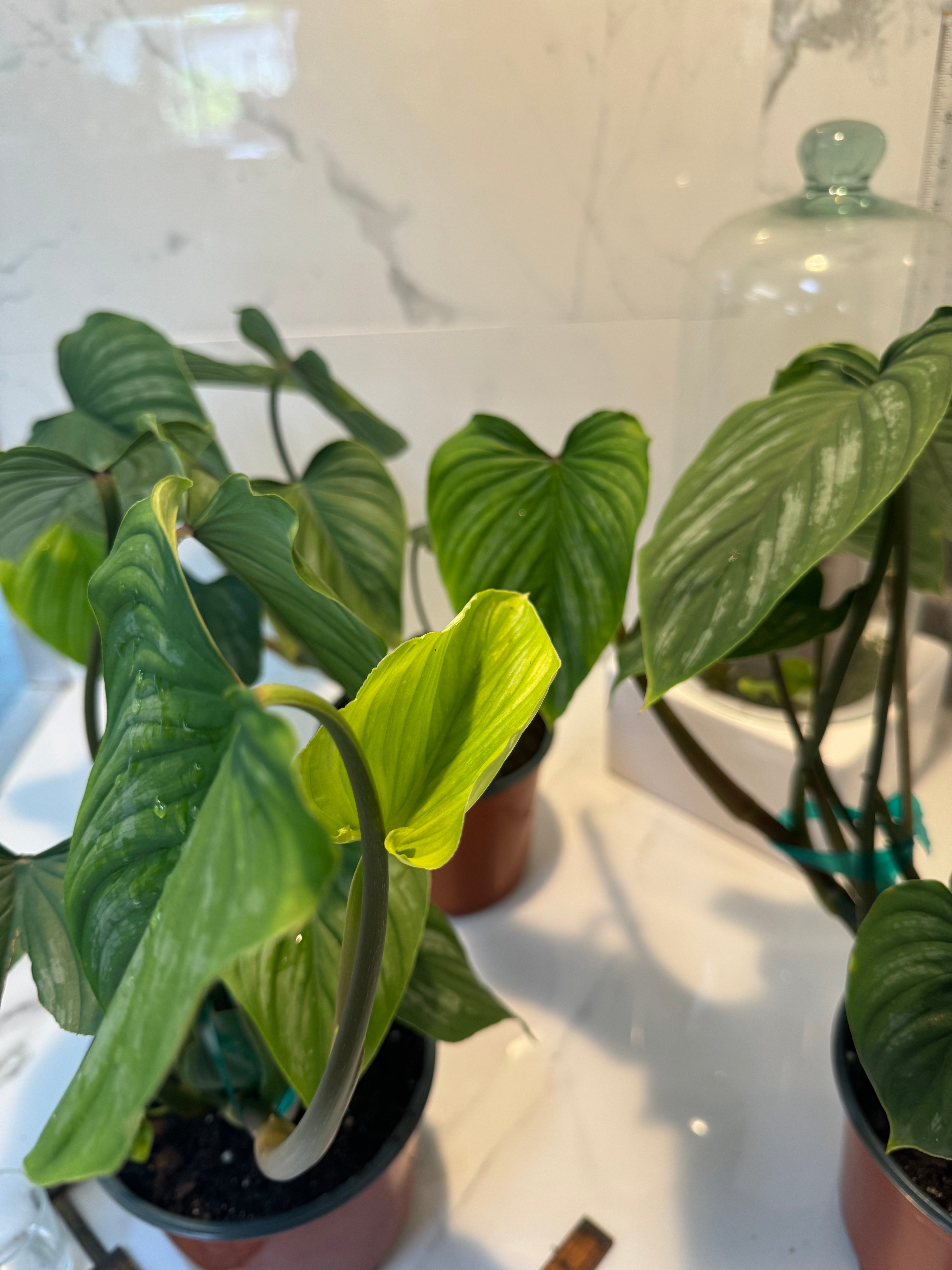 philodendron mamei Philodendron Mamei – Leaf Stork