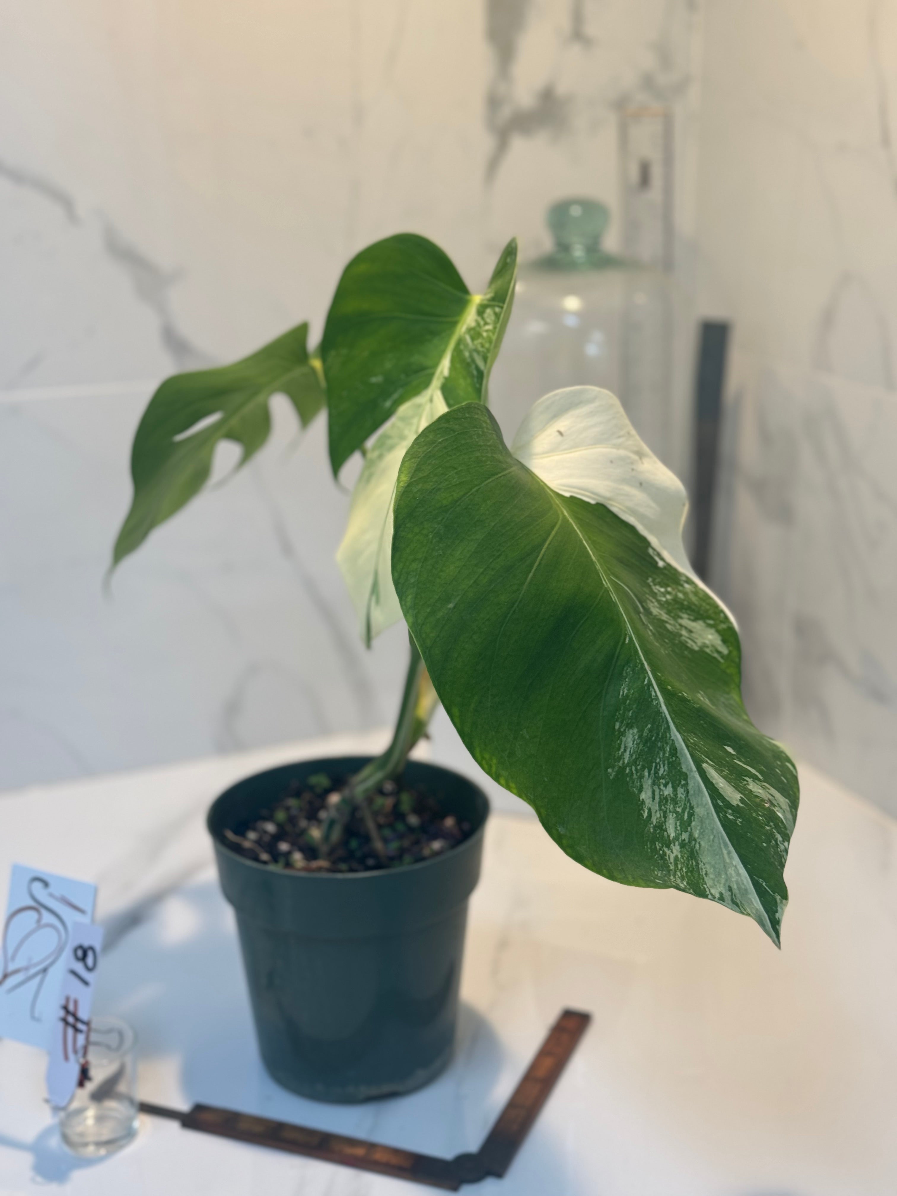 Monstera Borsigiana albo-variegata #18