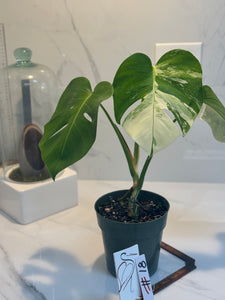 Monstera Borsigiana albo-variegata #18