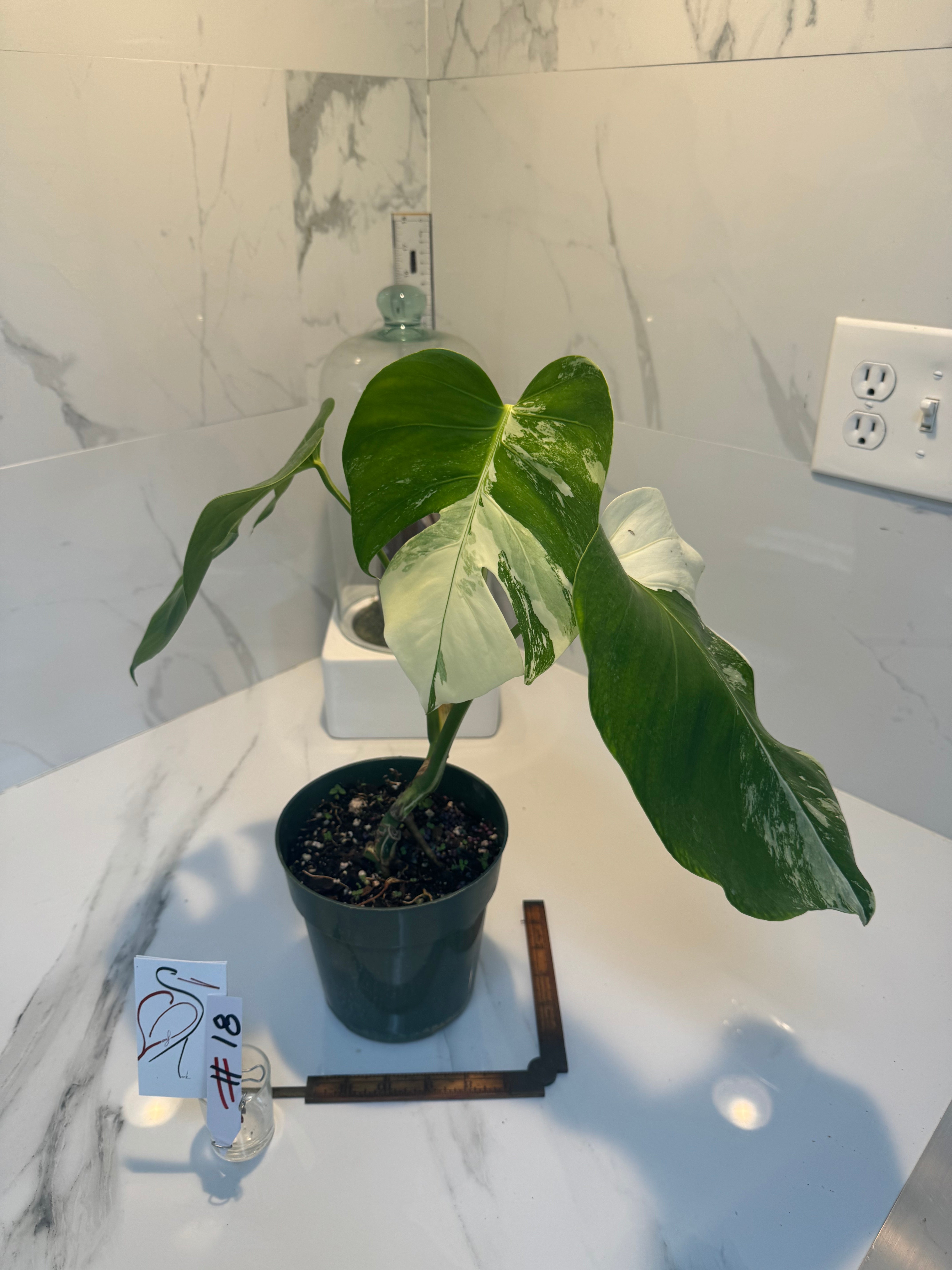 Monstera Borsigiana albo-variegata #18