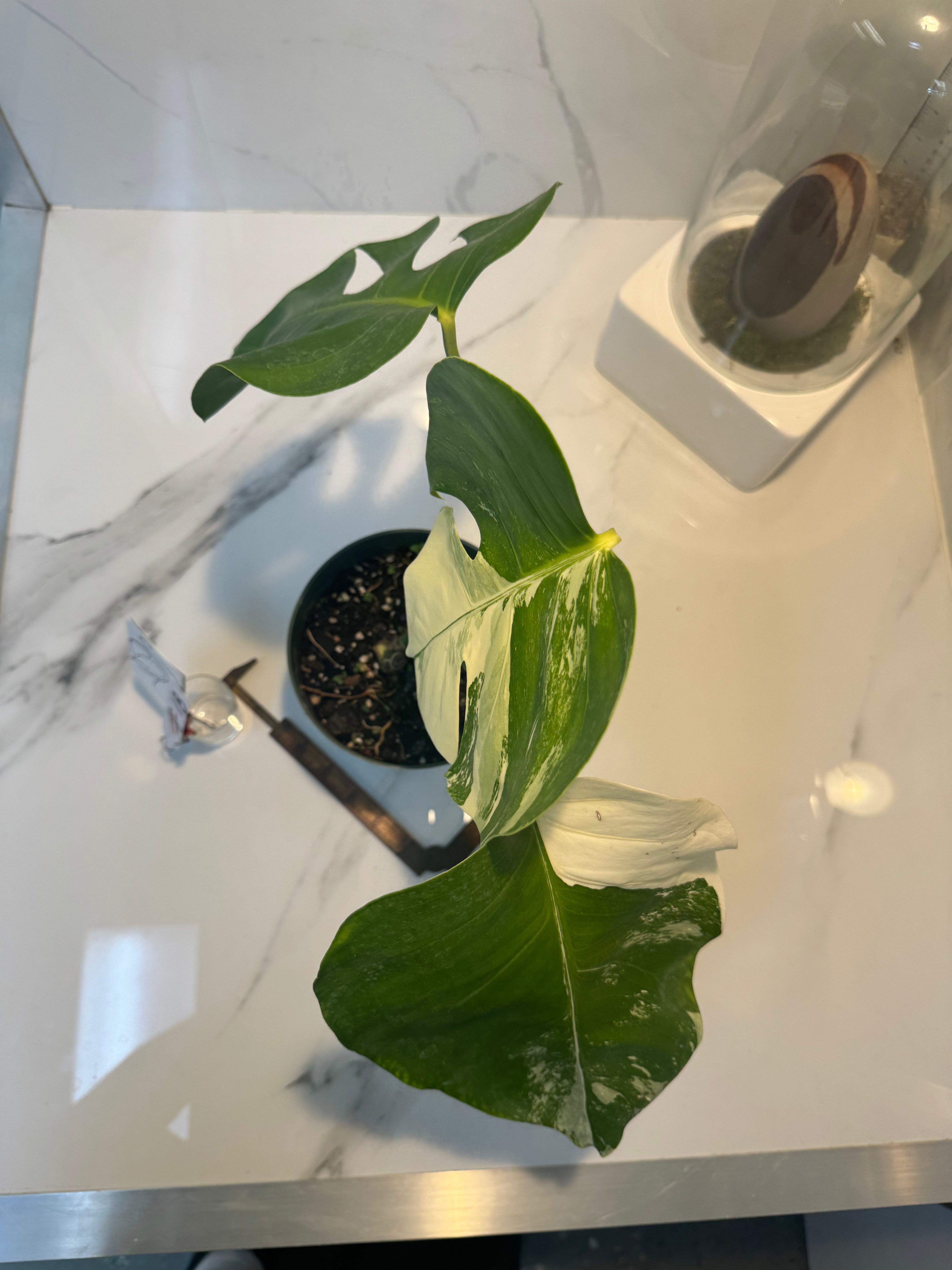 Monstera Borsigiana albo-variegata #18