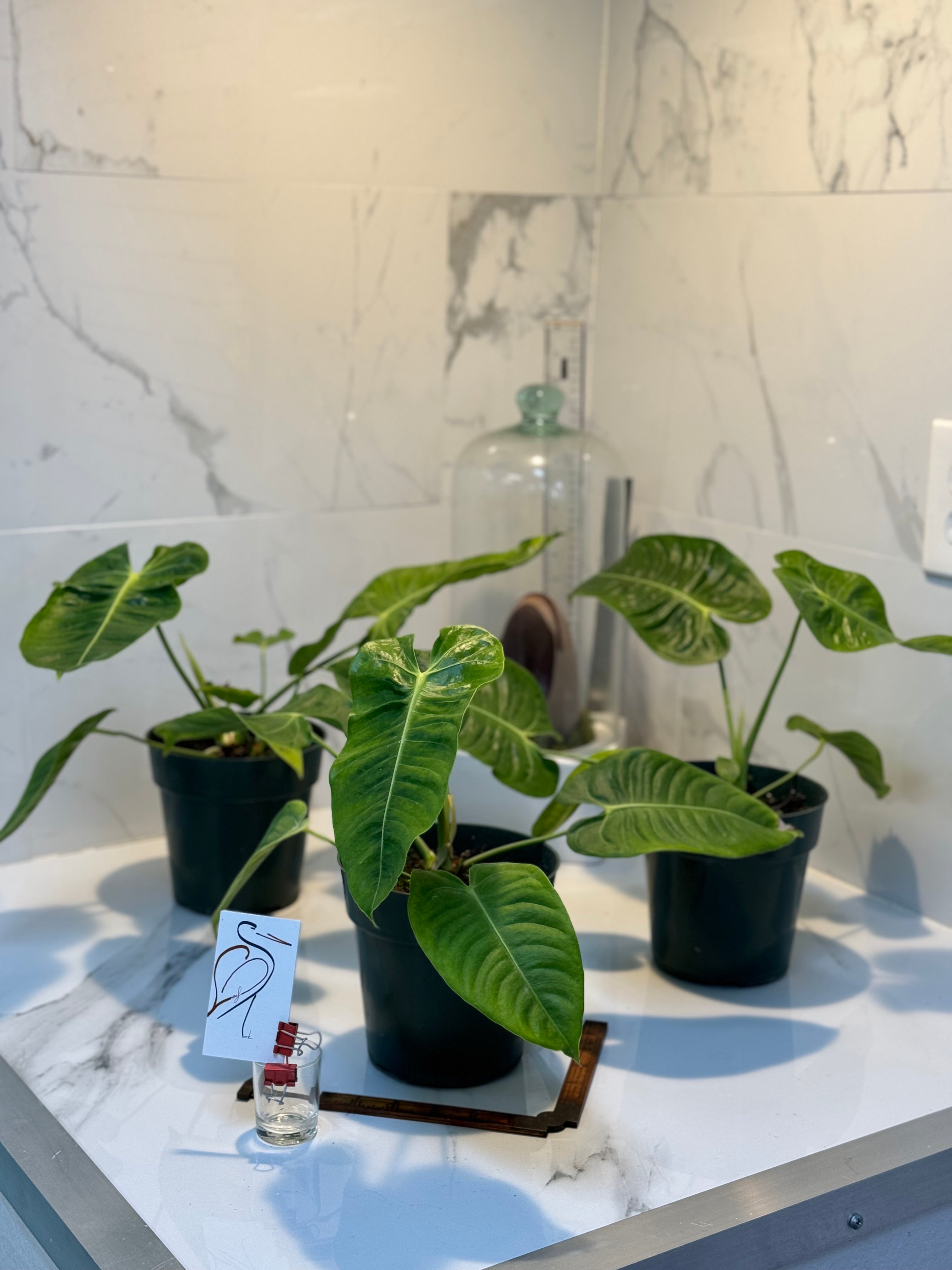 buy anthurium veitchii Anthurium Veitchii 'King Anthurium' – Leaf Stork