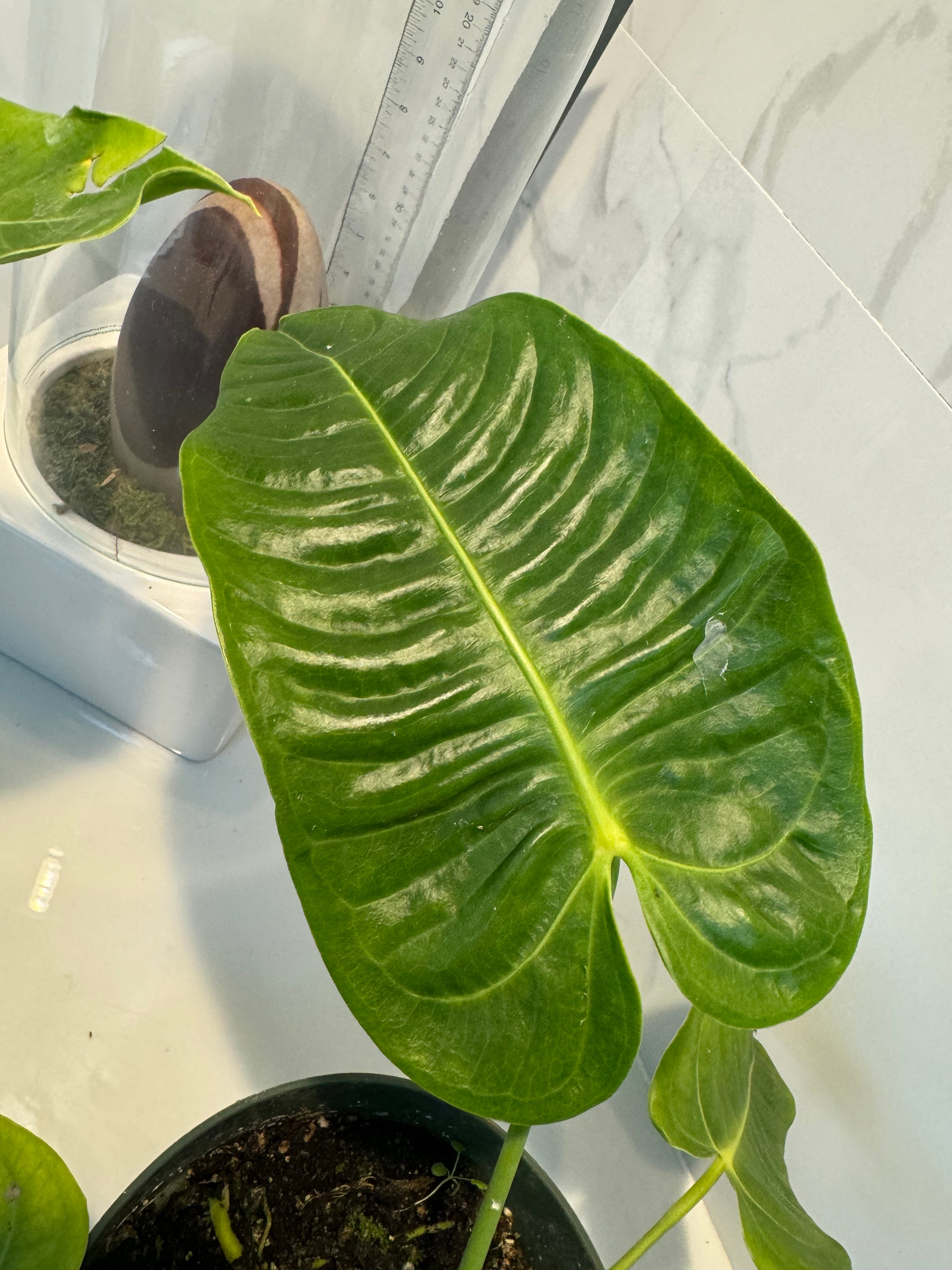anthurium veitchii for sale Anthurium Veitchii 'King Anthurium' – Leaf Stork