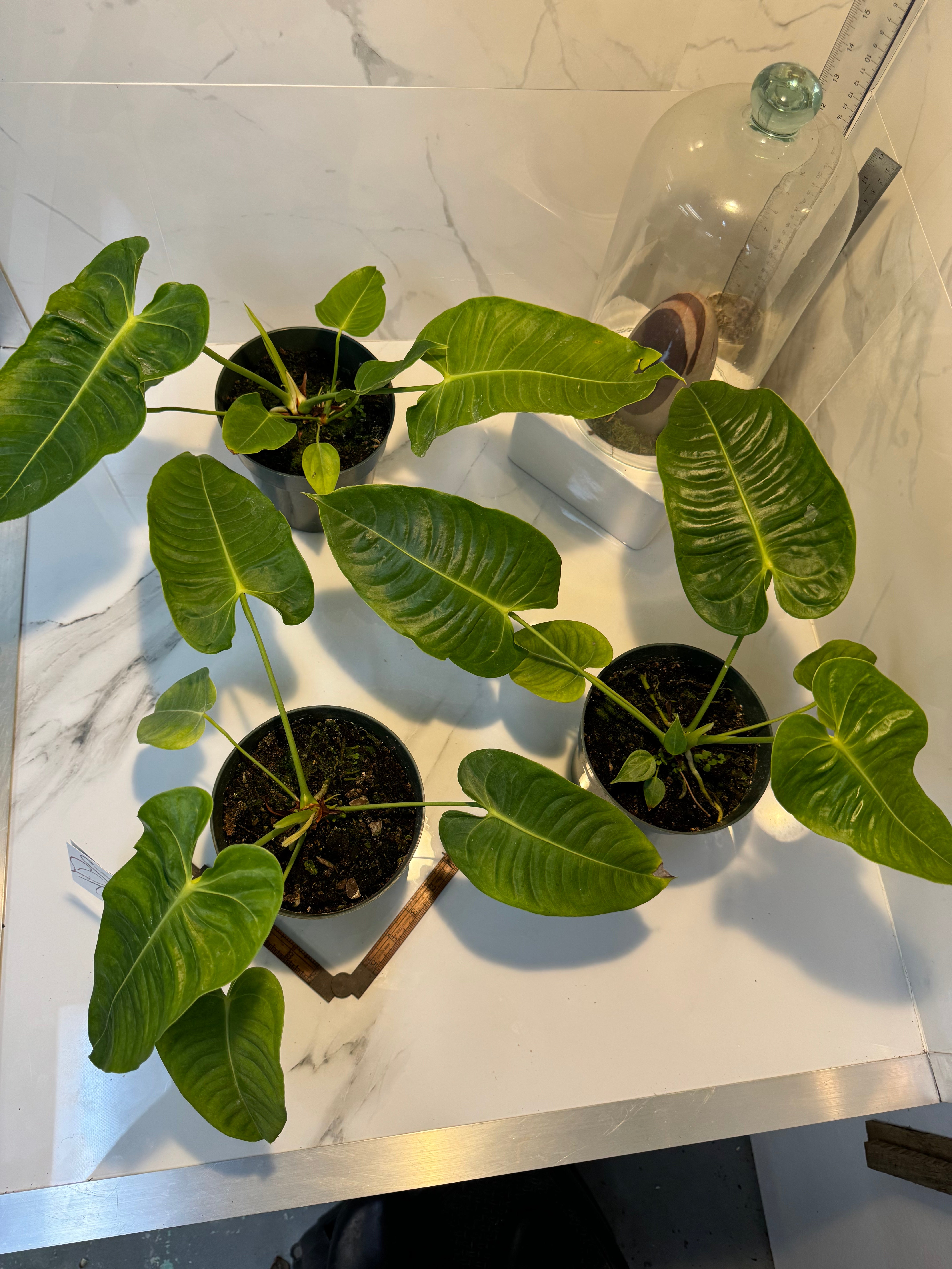 anthurium veitchii small Anthurium Veitchii 'King Anthurium' – Leaf Stork