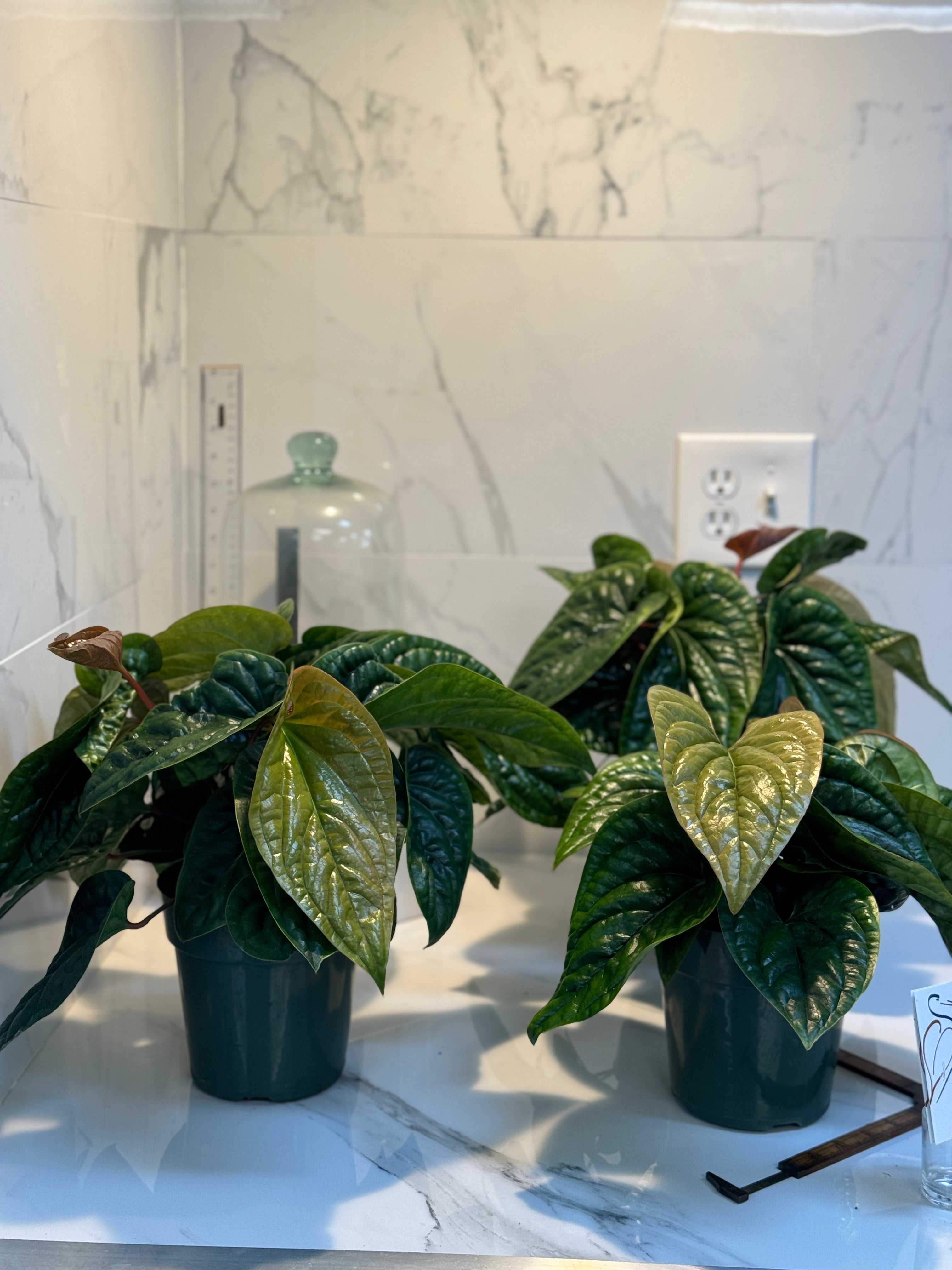 anthurium radicans vs luxurians Anthurium Radicans x Luxurians – Leaf Stork
