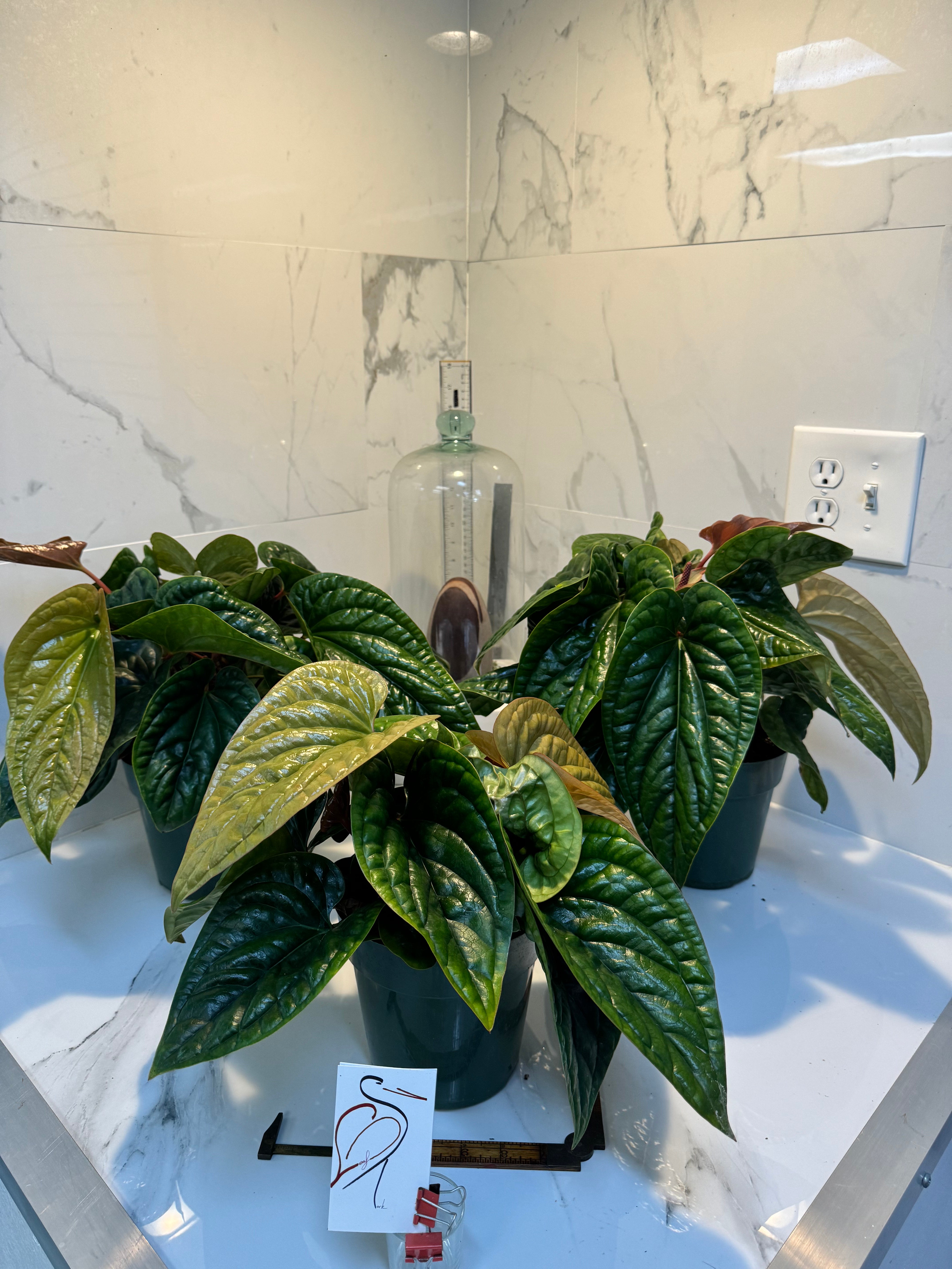 anthurium light lux Anthurium Radicans x Luxurians – Leaf Stork