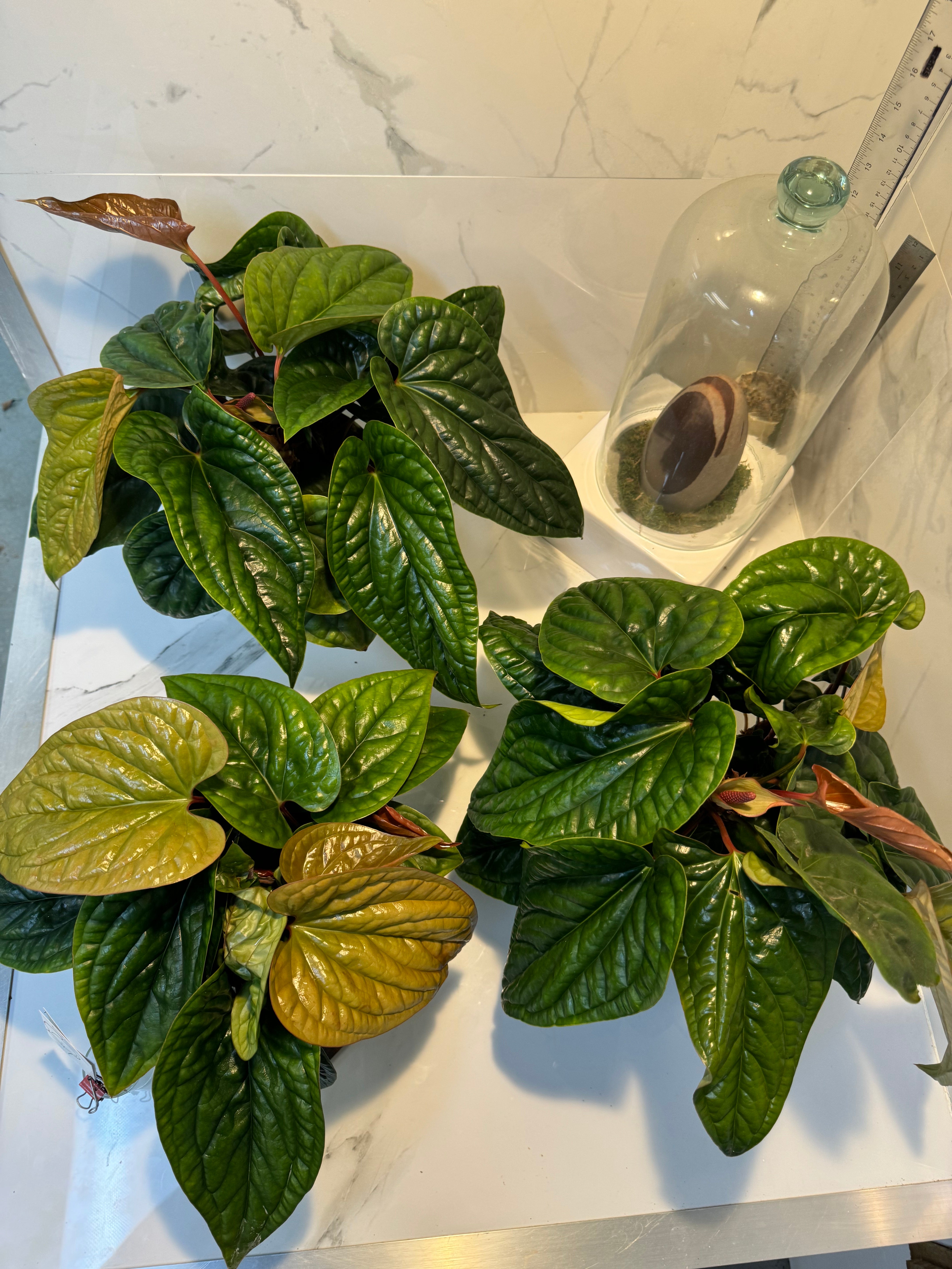 anthurium radicans vs luxurians Anthurium Radicans x Luxurians – Leaf Stork