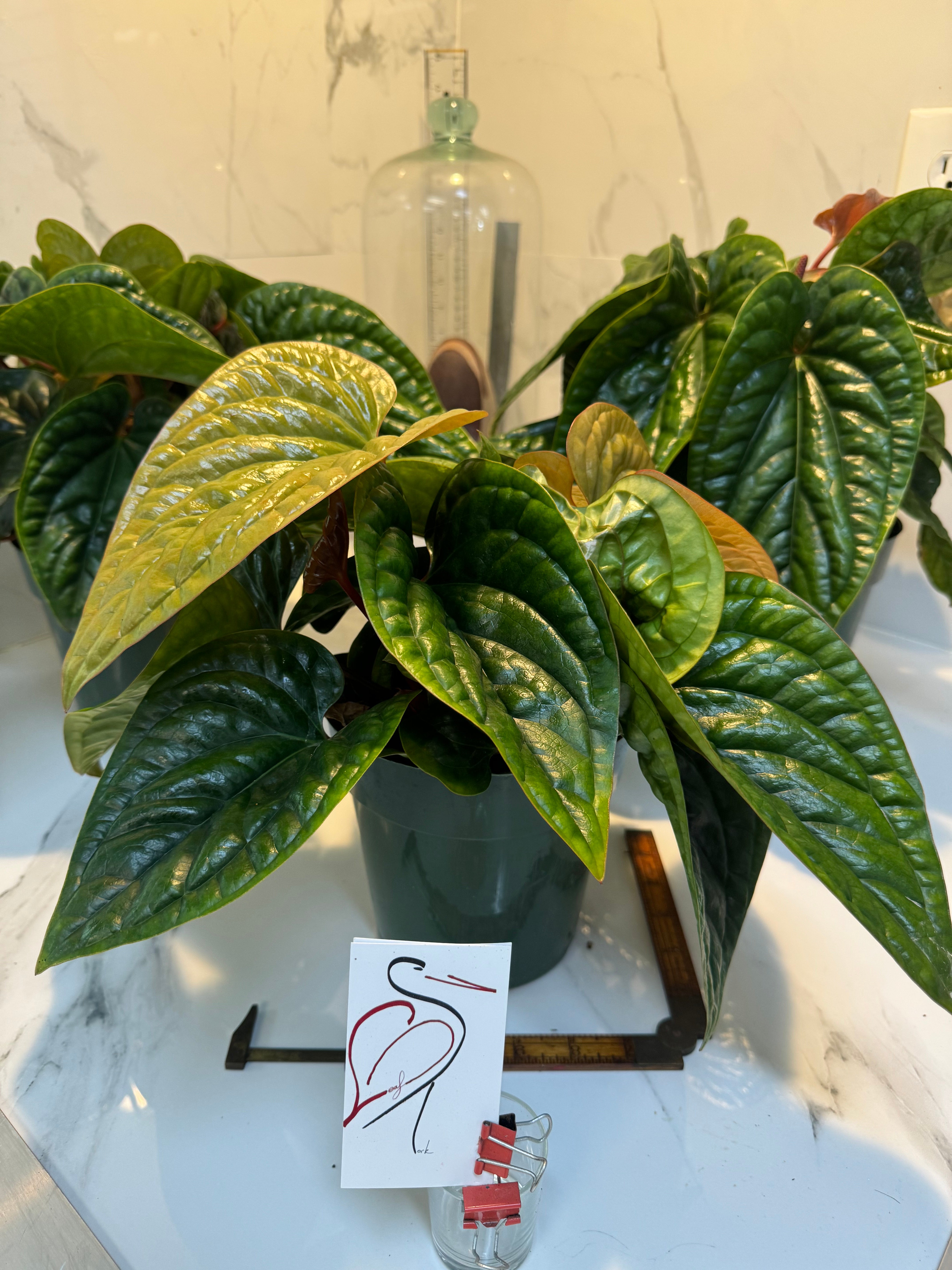 Anthurium Radicans x Luxurians